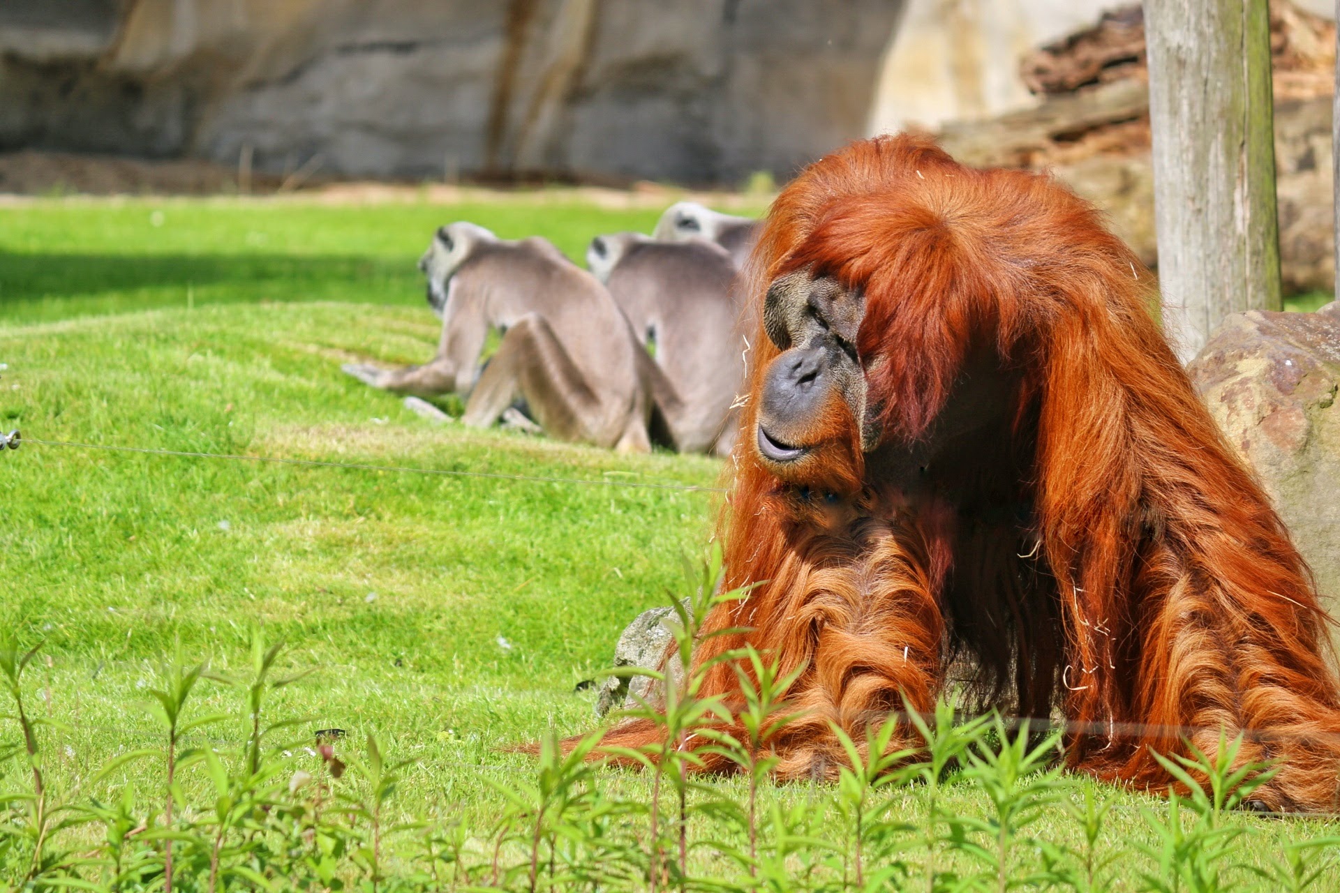 Zoom Erlebniswelt Zoo Gelsenkirchen Orang Utan Affe